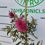 Tyčinkovec (Callistemon citrinus) ´VIOLACEUS´ výška: 100-130 cm, kont. C7L - NA KMIENKU, ružový